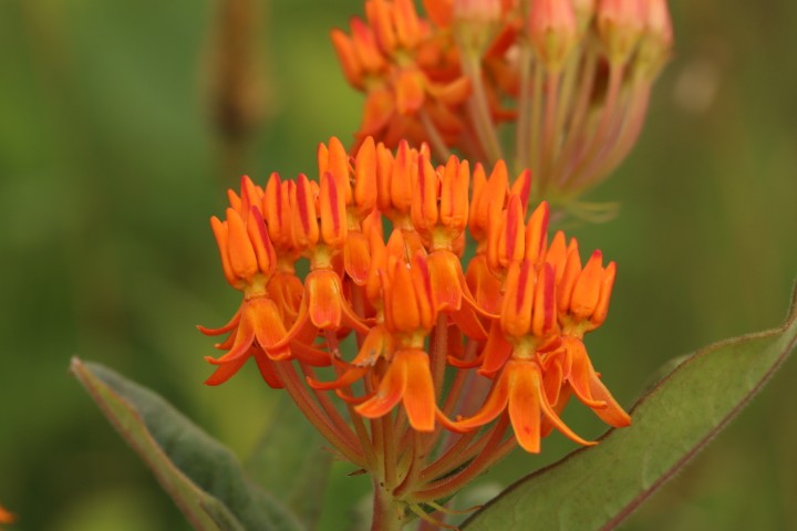 Asclepias tuberosa
