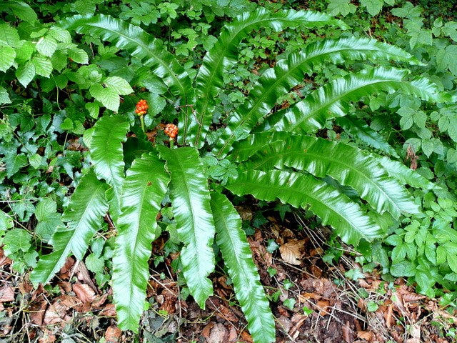 Asplenium scolopendrium