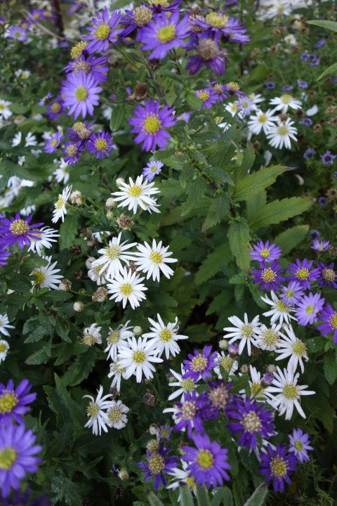 Aster ageratoides 'Ashvi'