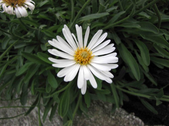 Aster alpinus 'Albus'