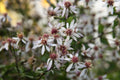 Aster divaricatus
