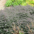 Aster lateriflorus 'Horizontalis