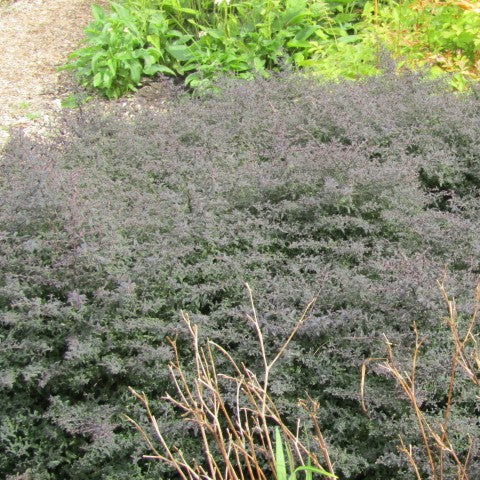 Aster lateriflorus 'Horizontalis