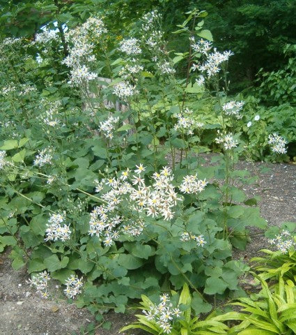 Aster macrophyllus