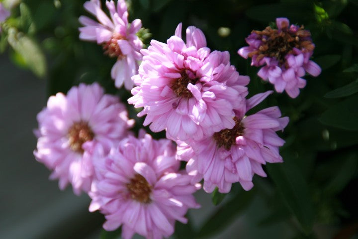 Aster novi belgii 'Patricia Ballard'