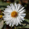 Aster novi belgii 'White Ladies'