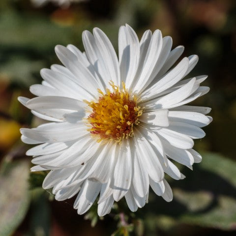 Aster novi belgii 'White Ladies'