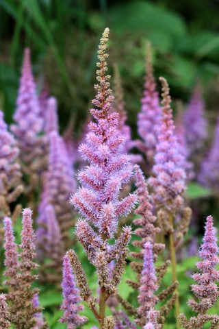 Astilbe chinensis 'Pumila',