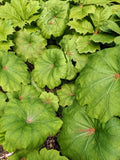 Astilboides tabularis