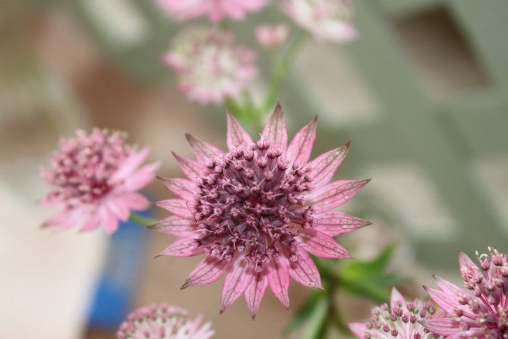 Astrantia major 'Rubra
