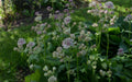 Astrantia major