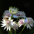 Astrantia major 'alba'
