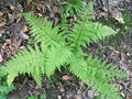 Athyrium filix femina