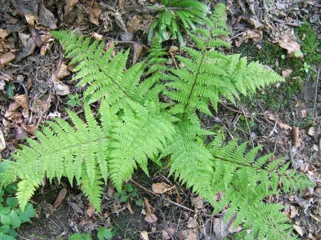 Athyrium filix femina