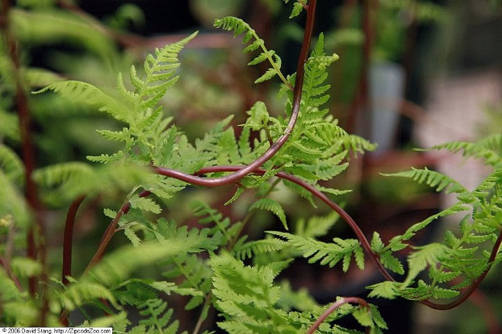 Athyrium filix femina 'Lady in Red'