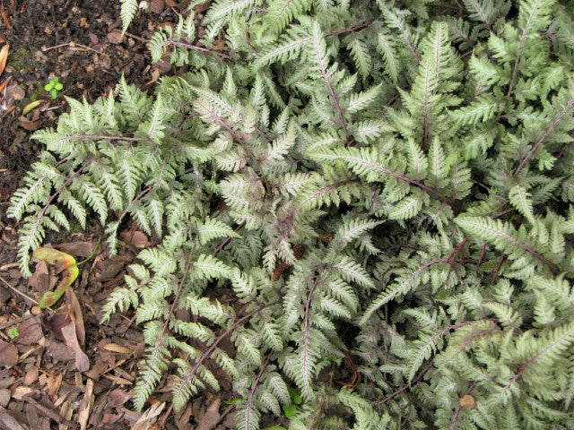 Athyrium niponicum 'Pictum'