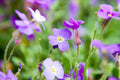 Aubrieta Cascade Blue