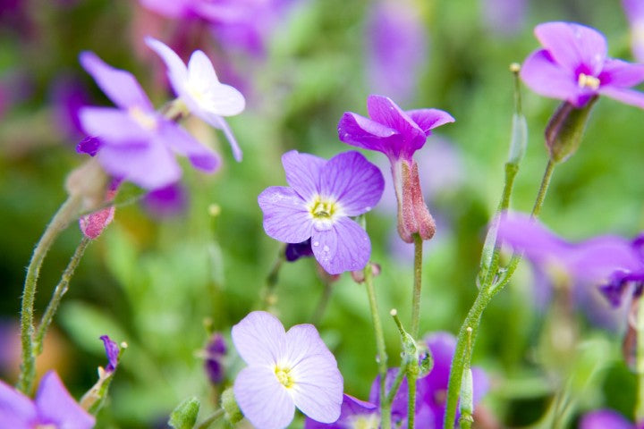 Aubrieta Cascade Blue