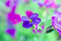 Aubrieta Cascade Purple