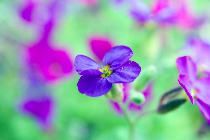 Aubrieta Cascade Purple