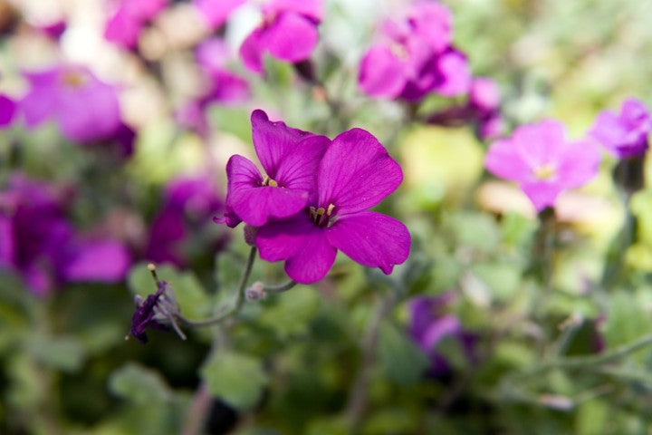 Aubrieta Cascade Red'