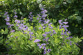 Baptisia australis