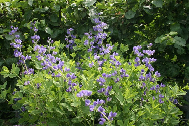 Baptisia australis