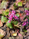 Bergenia Abendglut'