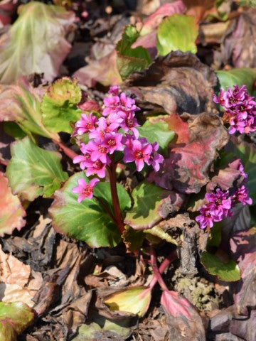 Bergenia Abendglut'