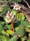 Bergenia Baby Doll'