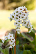 Bergenia Bressingham White'