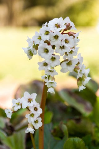 Bergenia Silberlicht'