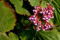 Bergenia cordifolia