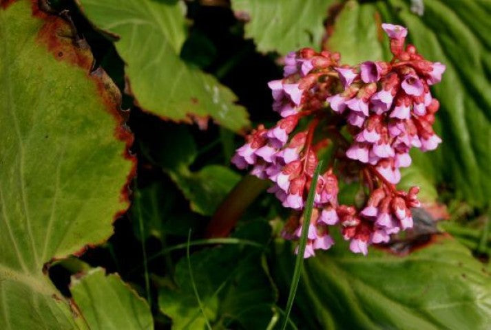 Bergenia cordifolia