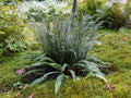Blechnum spicant