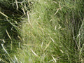 Bouteloua gracilis