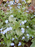 Brunnera macrophylla 'Jack Frost