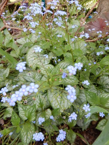 Brunnera macrophylla 'Jack Frost