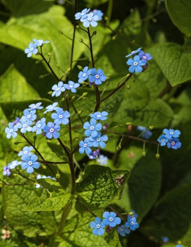Brunnera macrophylla,