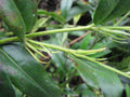 Buglossoides purpurocaerulea
