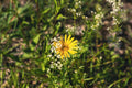 Buphthalmum salicifolium