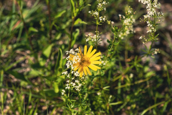 Buphthalmum salicifolium