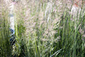 Calamagrostis acutiflora 'Karl Foerster'