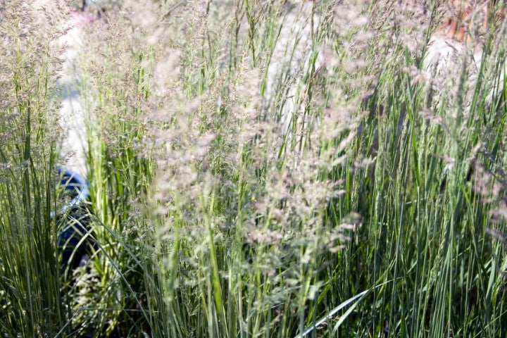 Calamagrostis acutiflora 'Karl Foerster'