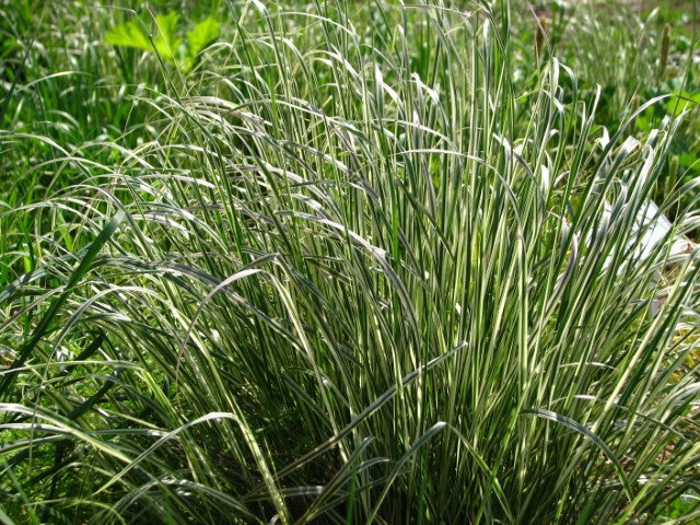 Calamagrostis acutiflora 'Overdam'