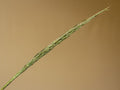Calamagrostis brachytricha