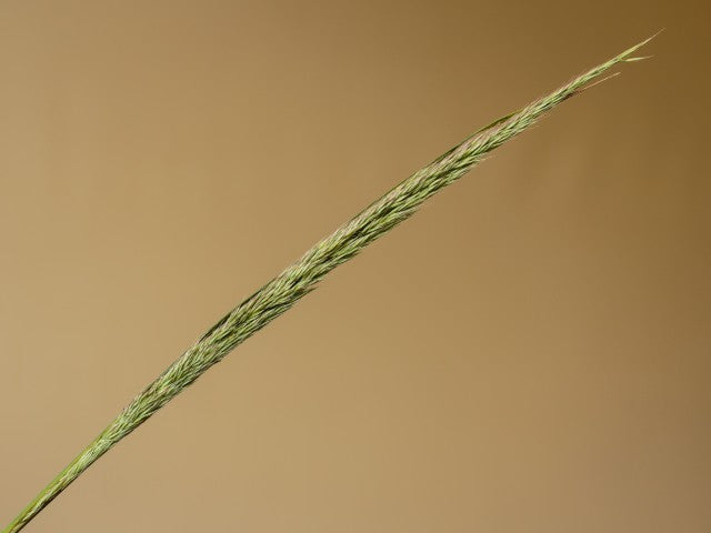 Calamagrostis brachytricha
