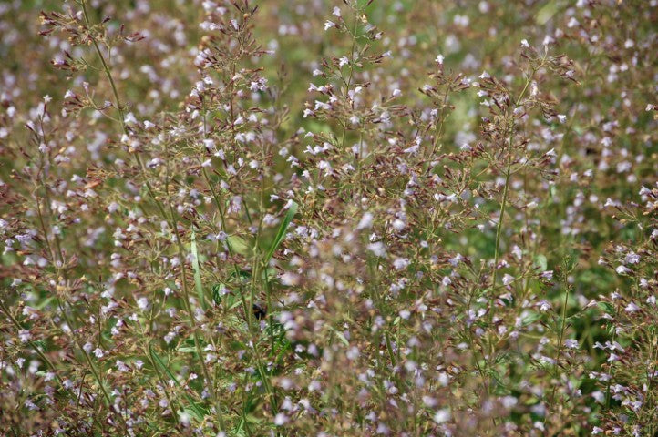 Calamintha nepeta 'Blue Cloud'