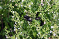 Calamintha nepeta 'White Cloud'