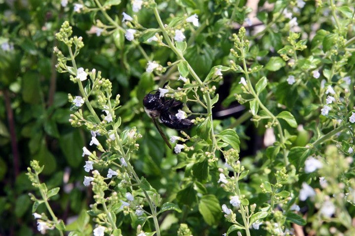 Calamintha nepeta 'White Cloud'